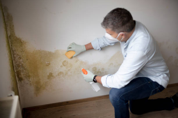 Best Asbestos and Lead Testing During Mold Inspection  in Vley, AL